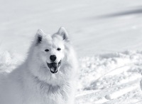 Snow Dog, 26 февраля , Санкт-Петербург, id169880080